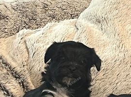 Morkiepoo puppies