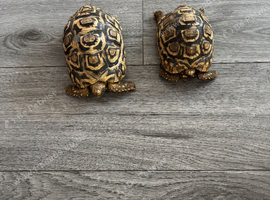 Leopard tortoise