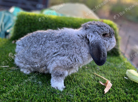 Mini lop female