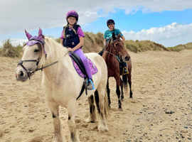 Dun and white mare 14.2 5yo