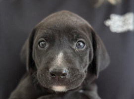 Cane corso x Labrador puppies ready in 2 days !