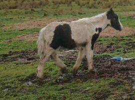 Yearling colt for sale