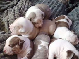 American Bulldogs puppies for sale &pound;800