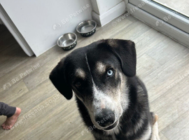 Huskador