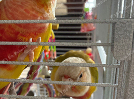 Two conures 7 and 9 months old