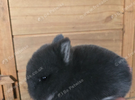Blue fox netherland dwarf for sale