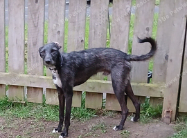 Bedlington/ Whippet for Stud