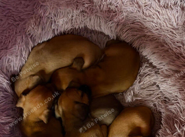 Beautiful puppies for for sale ready next weekend
