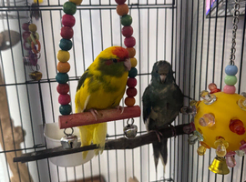 3 x Hand reared baby kakarikis for sale 12 weeks old