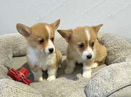 Stunning Welsh Pembroke Corgi Girls - Ready to go!