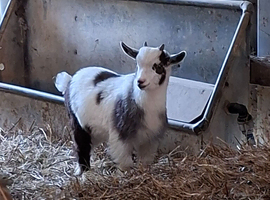 Pygmy billy kid ready now