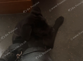 Male Cane corso