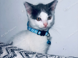 2 male kittens available