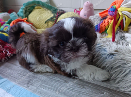 Amazing Girl Shihtzus