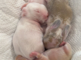 4 Mini Lops available for reservation