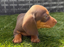 8 weeks oldMiniature dachshunds boys