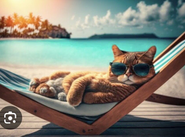 I&rsquo;m looking for a female kitten