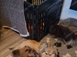 Beautiful tiny pomeranian pups