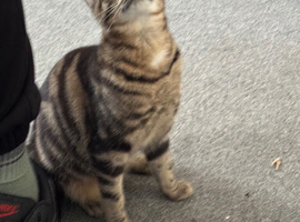2 female adult cats
