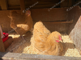 Young Buff Orpingtons for sale