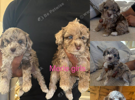 Cockapoo F1b miniature puppies