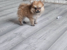 2 female pomeranian puppies