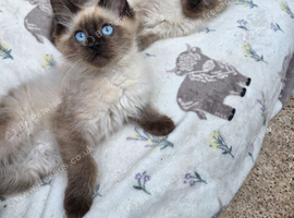 Ragdoll kittens x 2 handsome boys left