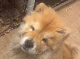 Chow chow (bear)