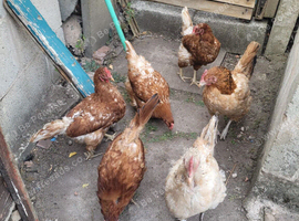 Egg laying hens for sale