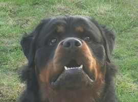 Absolutely stunning long haired Rottweiler