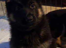 3 German Shepherd puppies available from a litter of 6