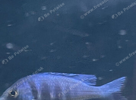 2 young male star sapphire cichlids