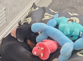 Cookie the sausage dog
