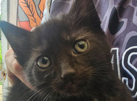 KITTEN FOR SALE READY TO LEAVE NOW ONLY 1 GIRL