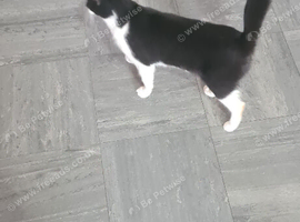 Black and white cat