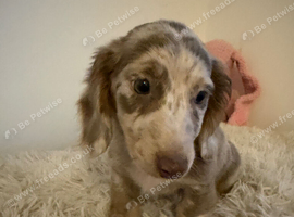 Beautiful Merle Dachshund Puppies Available! ️