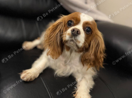 Adult Cavalier King Charles Female SPAYED
