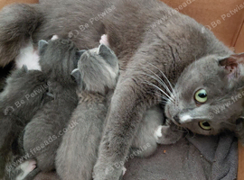 Very beautiful grey kittens