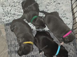 Staffordshire bull terrier pups.