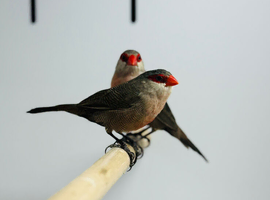 Common Waxbills