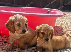 Working cocker spaniel puppies
