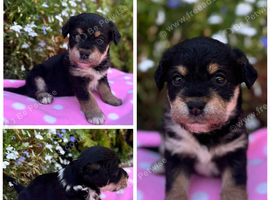 Beautiful Terrier Mix Puppies &ndash; Family Bred & Raised