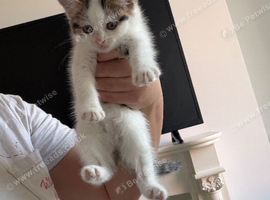 Kitten