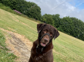 8 year lab cross German shepherd