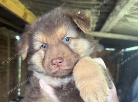 GSD puppies