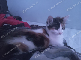 2 x kittens