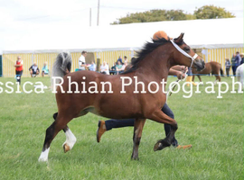 Stunning welsh section C filly