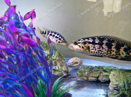 2x jaguar cichlids