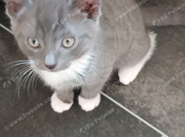 4 Beautiful kittens
