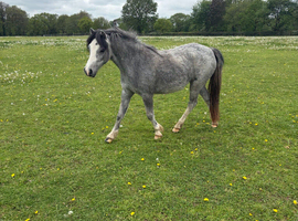 Beautiful  Welsh Section A Fillies WPCS Full passports.